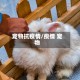 宠物抗疫情/疫情 宠物