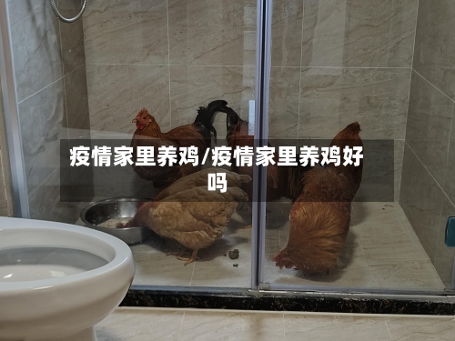 疫情家里养鸡/疫情家里养鸡好吗-第3张图片