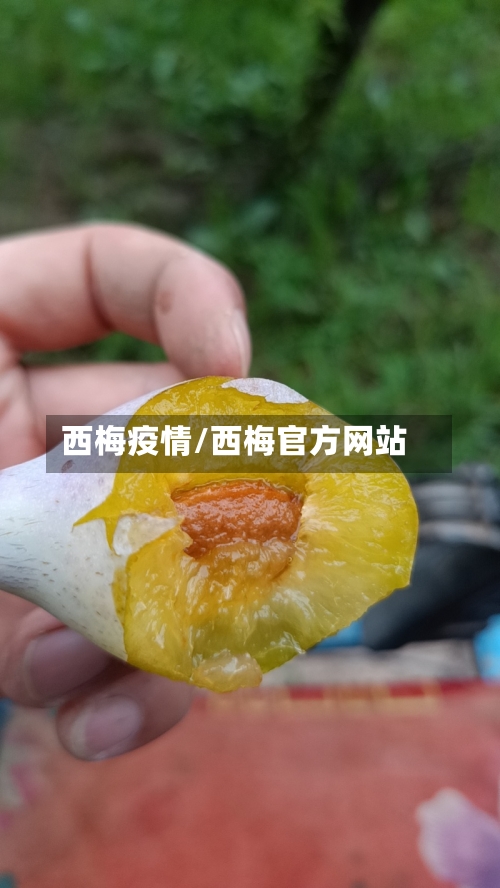 西梅疫情/西梅官方网站-第1张图片