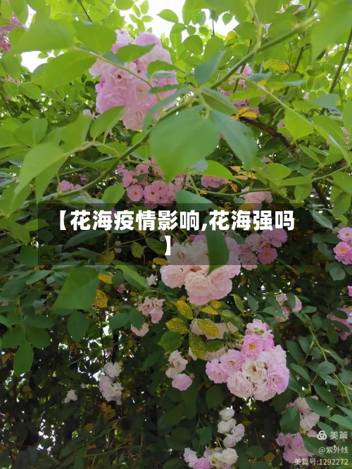 【花海疫情影响,花海强吗】-第1张图片